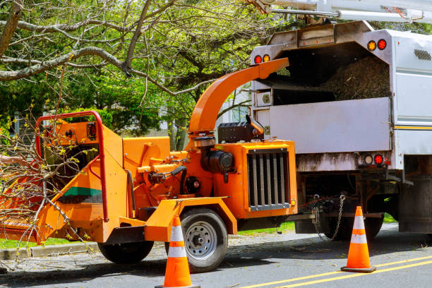 Reliable Rockford, MN Tree Removal Solutions