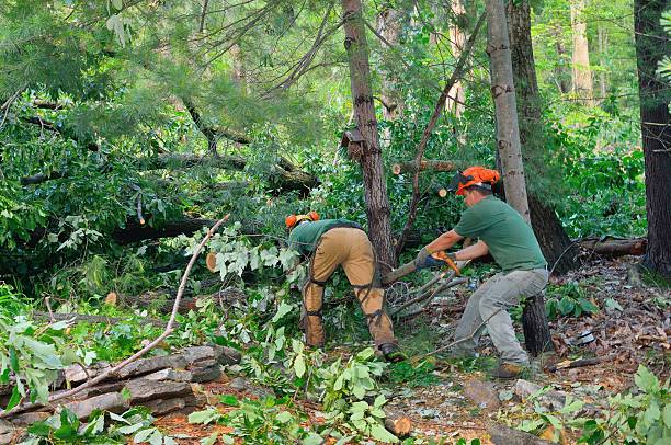 How Our Tree Care Process Works  in  Rockford, MN